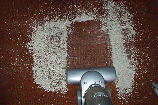 Stick Shark vs. Bad Kitty